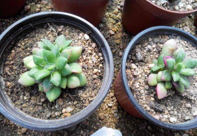 春夢(mèng)殿錦徒長(cháng)了怎么辦，春夢(mèng)殿錦葉片發(fā)軟?