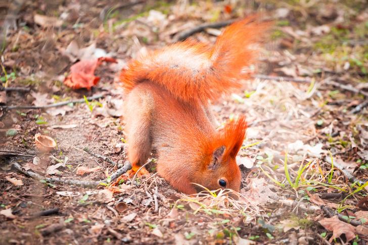 熊的尾巴有什么用處，熊的尾巴是干什么用的
