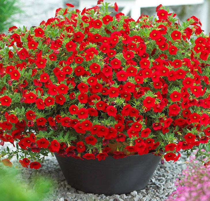 百萬(wàn)小鈴的扦插方法，小木槿扦插多久生根?