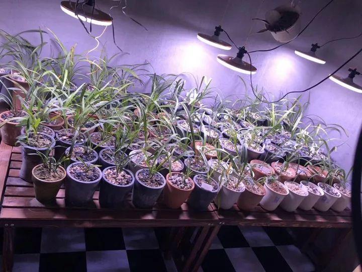 春蘭怎么養才能開(kāi)花，春蘭品種大全?