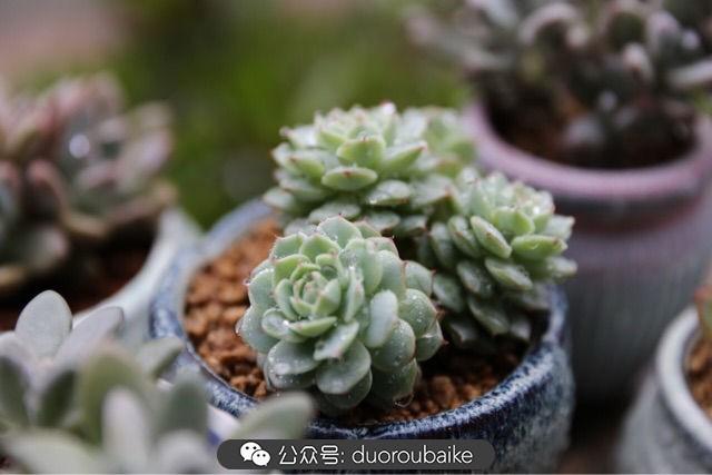 多肉白鳥(niǎo)怎么施肥，白鳥(niǎo)多肉爆盆?