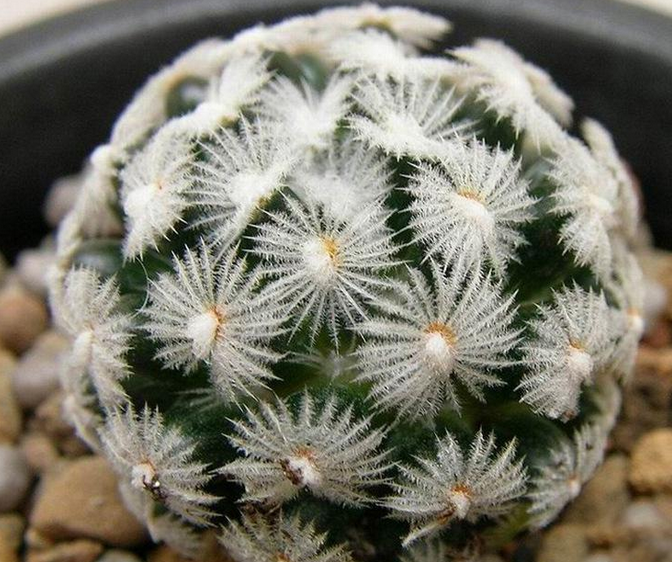 多肉白鳥(niǎo)怎么繁殖，白鳥(niǎo)多肉圖片?