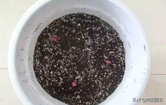 百合種球怎么澆水，百合可以水養嗎，百合種球可不可以種在水里?