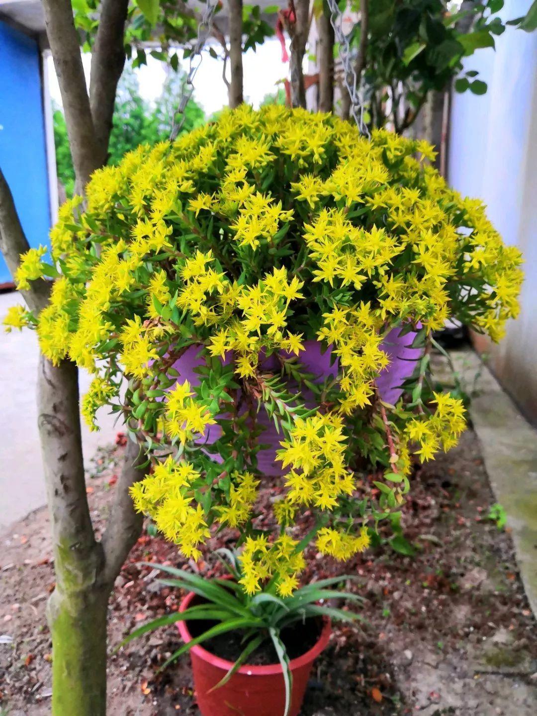 薄雪萬(wàn)年草怎么過(guò)冬，薄雪萬(wàn)年草和佛甲草區別?