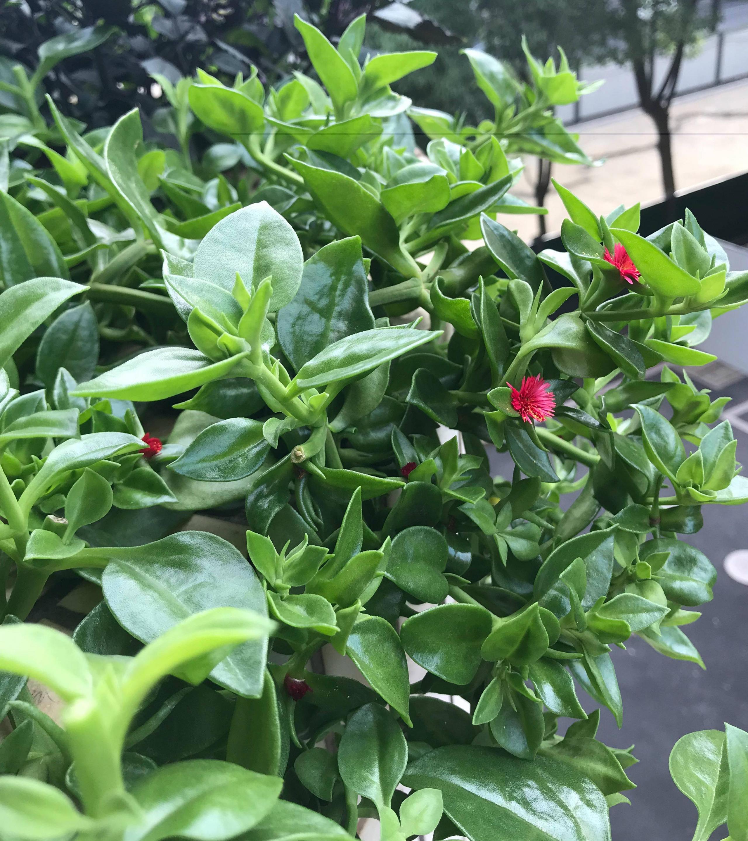 水培牡丹吊蘭的養殖方法和注意事項，水培會(huì )不會(huì )開(kāi)花，牡丹花可以用水養嗎?