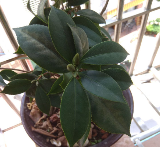 茶花繁殖方法，茶花如何繁殖，茶花繁殖方法和時(shí)間?