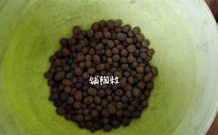 矮牽牛在什么季節開(kāi)花，矮牽牛開(kāi)花后要打頂嗎?