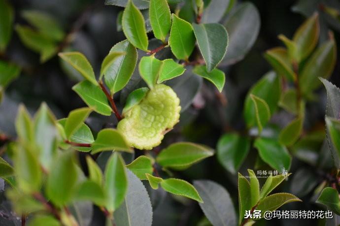 如何使茶梅在圣誕開(kāi)花，茶梅開(kāi)白花怎么辦?