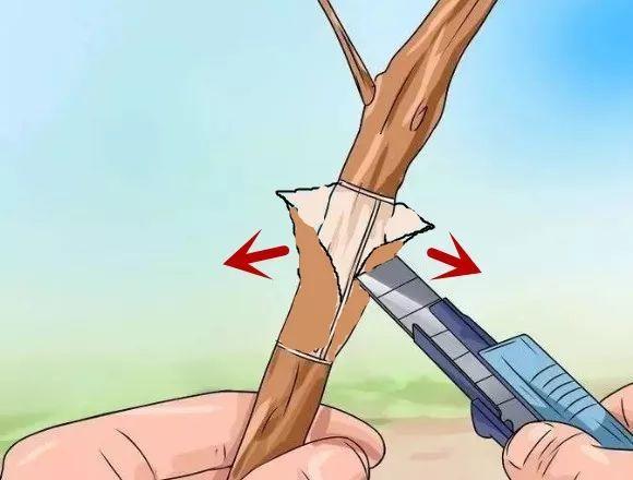 茶花壓條多久生根，空中壓條繁殖技術(shù)，臘梅壓條繁殖時(shí)間?