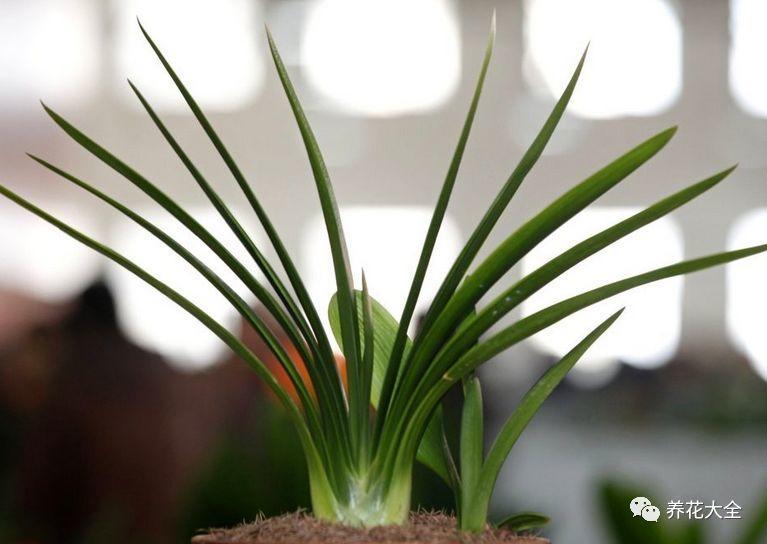 茶梅怎么扦插，茶梅扦插生根最快方法?