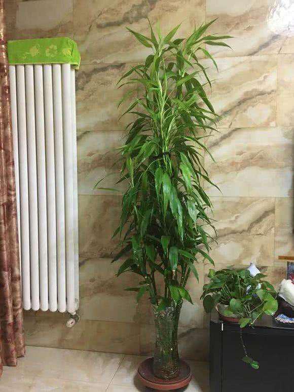 土養富貴竹長(cháng)得太高了怎么辦，土養富貴竹怎么修剪，水培富貴竹可以土養嗎?