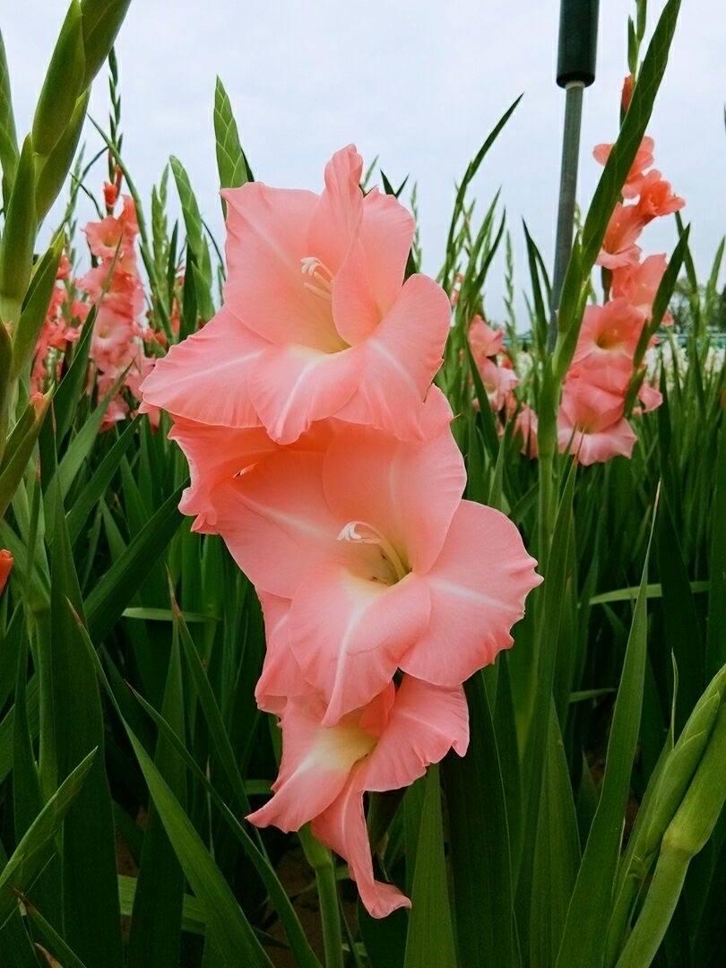 唐菖蒲(劍蘭)怎么施肥，水養劍蘭是否要剝掉葉子?