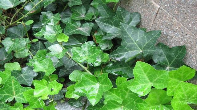 常春藤怎樣修剪，常春藤盆景造型?