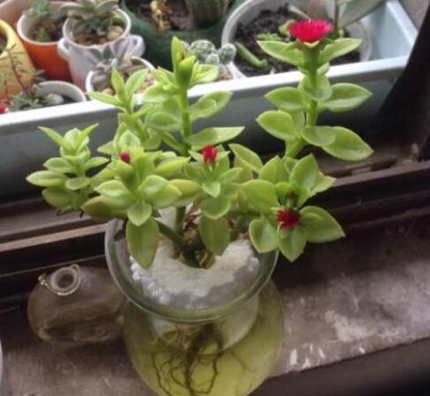 怎么讓牡丹吊蘭爆盆，怎么扦插，牡丹吊蘭水培圖片?