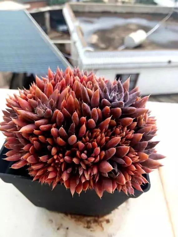 不夜城換盆注意事項，花卉換盆的五個(gè)步驟?