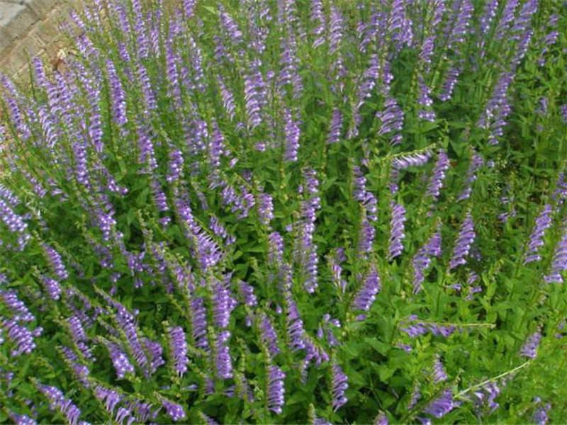 半枝蓮繁殖方法，半枝蓮的禁忌?