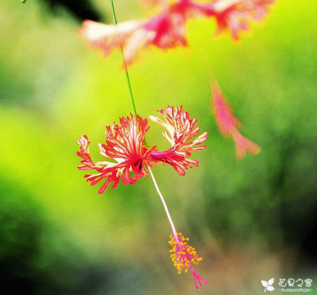 吊燈扶桑怎么換盆，扶桑什么時(shí)候換盆?