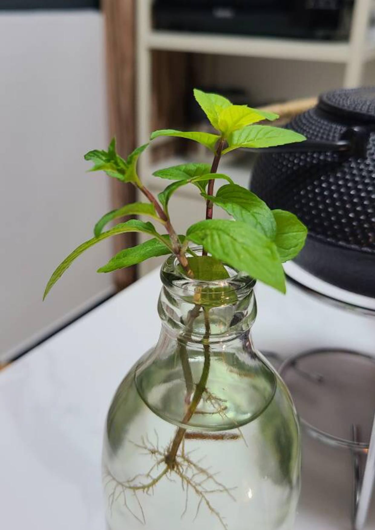 薄荷施什么肥，薄荷施肥時(shí)的兩大注意，盆栽薄荷施什么肥?