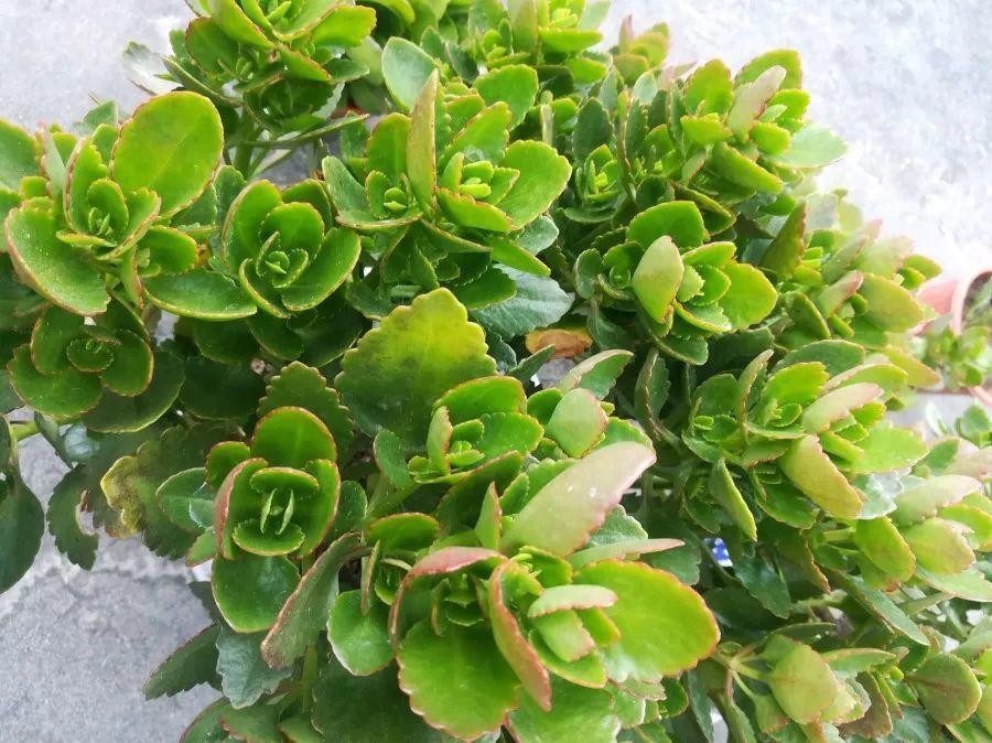 長(cháng)壽花施肥方法，用什么肥好，長(cháng)壽花用什么肥好什么時(shí)候施肥合適?