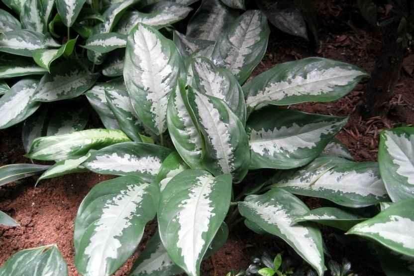 粗肋草的扦插繁殖，粗肋草品種?