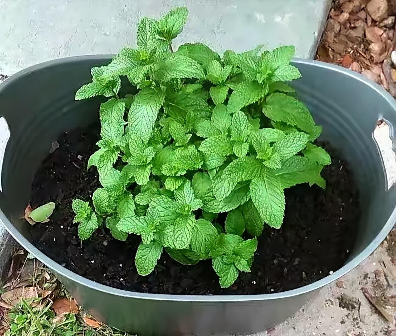 薄荷施什么肥，薄荷施肥時(shí)的兩大注意，盆栽薄荷施什么肥?