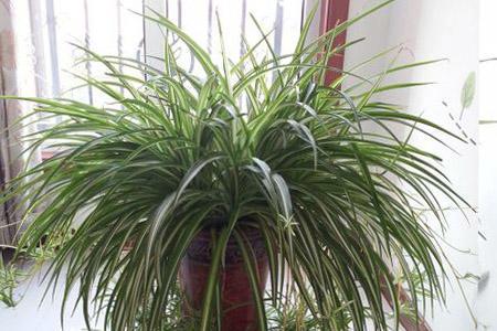 吊蘭施肥方法，用什么肥好，吊蘭喜歡什么肥?