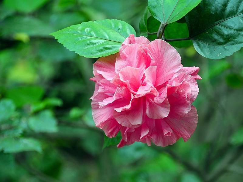 桂花是哪個(gè)城市的市花，開(kāi)花季節，桂花是哪個(gè)季節開(kāi)花?