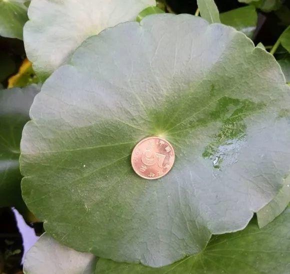 長(cháng)壽花施肥方法，用什么肥好，長(cháng)壽花用什么肥好什么時(shí)候施肥合適?