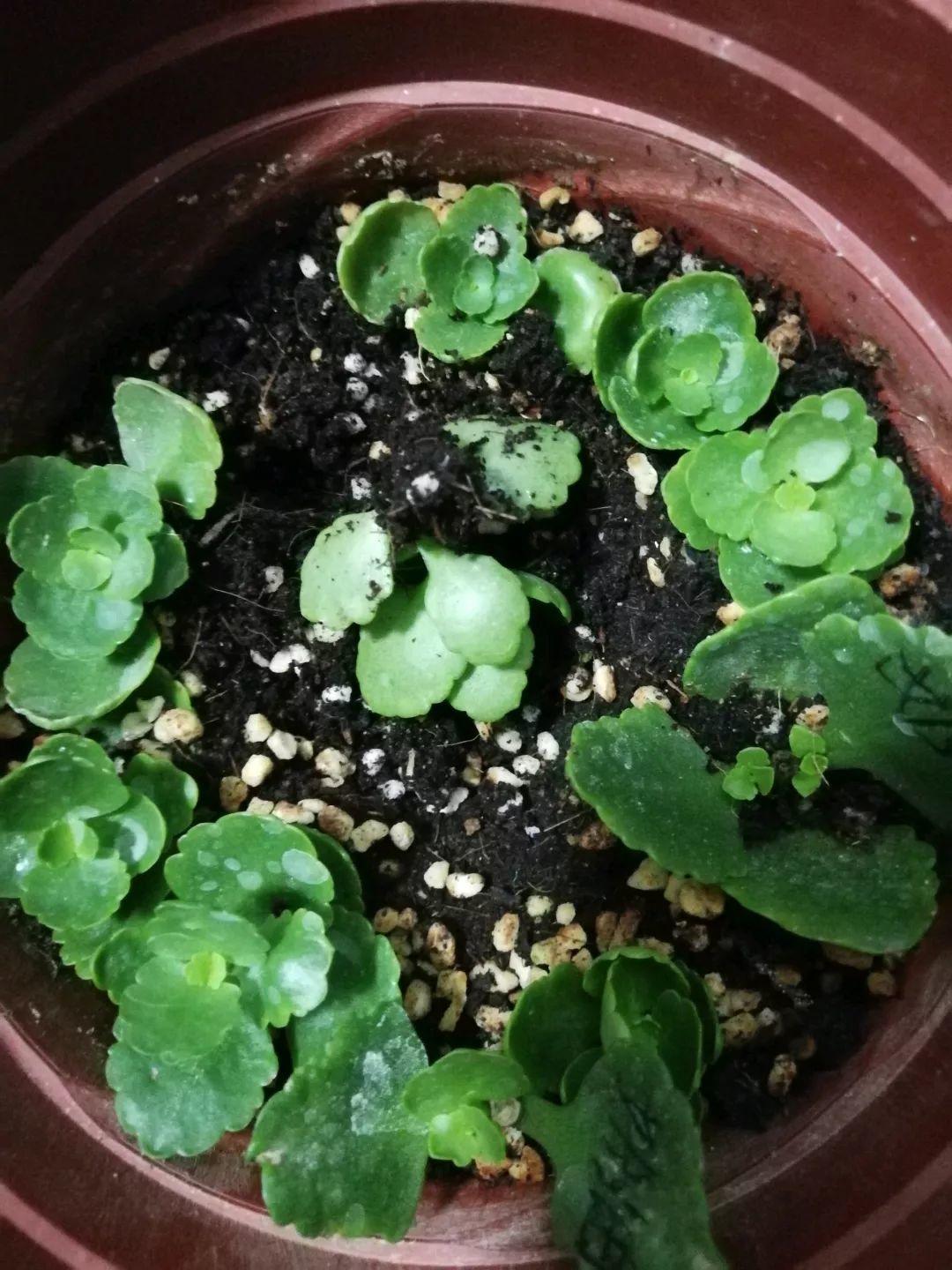 長(cháng)壽花花謝后如何修剪，怎么處理，杜鵑花花謝后怎樣修剪?