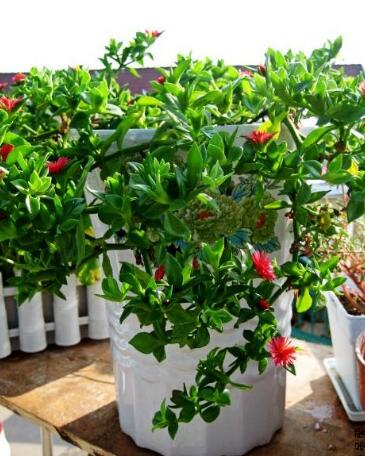 怎么讓牡丹吊蘭爆盆，怎么扦插，牡丹吊蘭水培圖片?