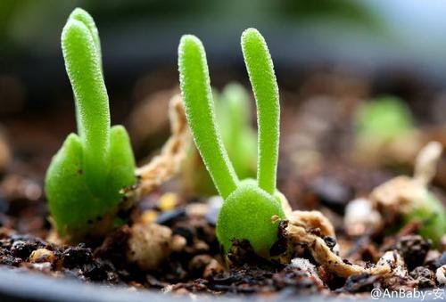 碧光環(huán)怎么播種，碧光環(huán)怎么保持短耳朵?