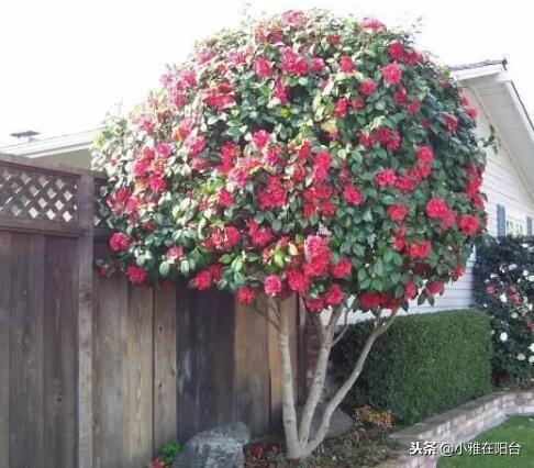 茶花澆水的正確方法，茶花澆水多了怎么補救，茶花的澆水技巧?