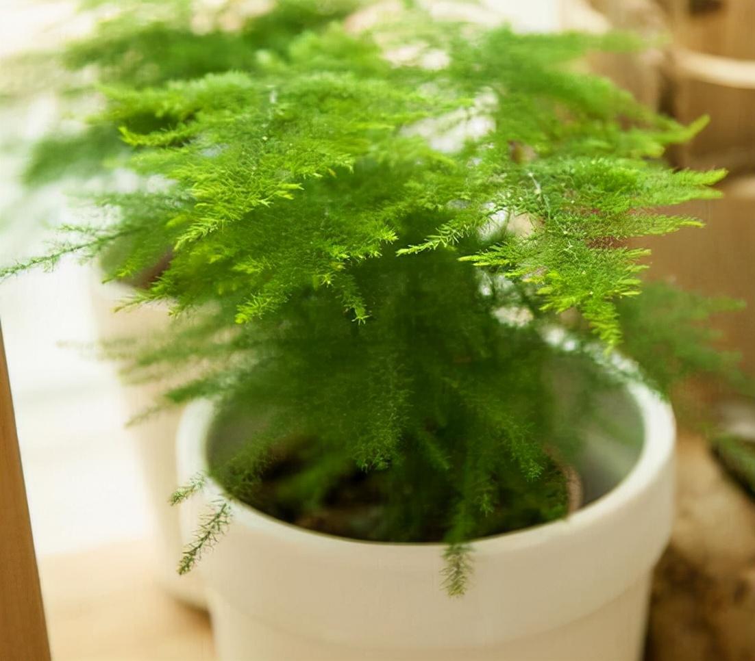 不夜城的分株繁殖，蝴蝶蘭是怎么繁殖的?