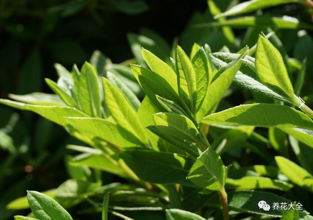 怎么讓杜鵑花開(kāi)花，開(kāi)花前用什么肥，什么肥能讓花卉快速生長(cháng)?