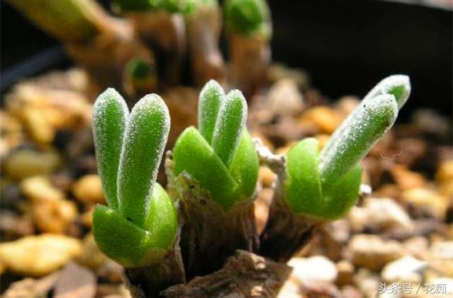 碧光環(huán)會(huì )開(kāi)花嗎，碧光環(huán)老樁?