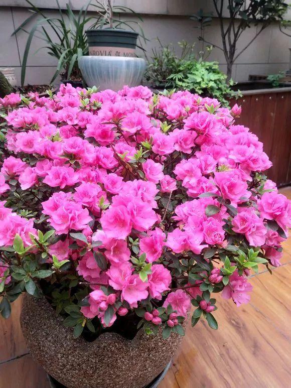 長(cháng)壽花花謝后如何修剪，怎么處理，杜鵑花花謝后怎樣修剪?