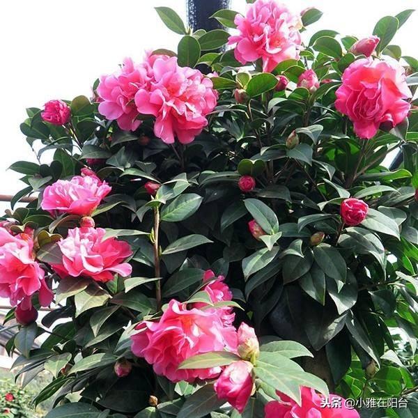 茶花澆水的正確方法，茶花澆水多了怎么補救，茶花的澆水技巧?