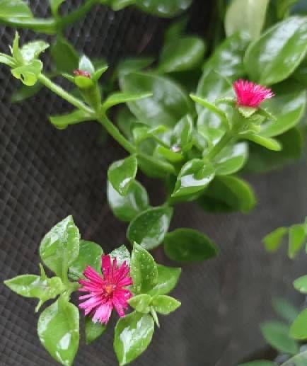 水培牡丹吊蘭的養殖方法和注意事項，水培會(huì )不會(huì )開(kāi)花，牡丹花可以用水養嗎?