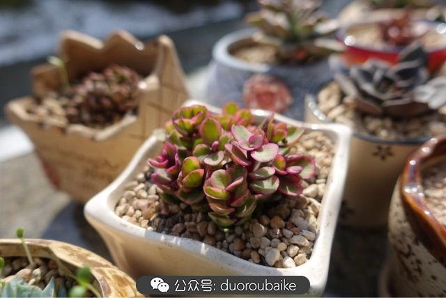 多肉白鳥(niǎo)怎么施肥，白鳥(niǎo)多肉爆盆?