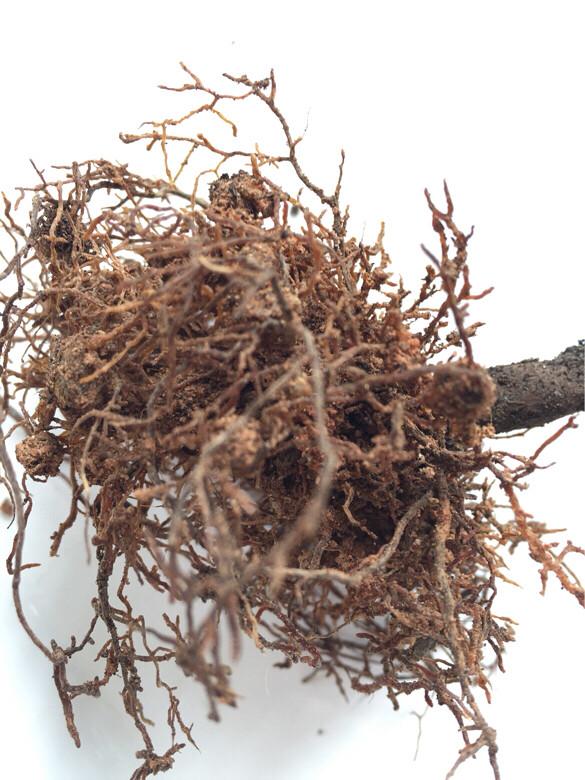 茶花換盆后掉葉怎么辦，茶花怎么服盆，茶花葉子掉光了能活嗎?