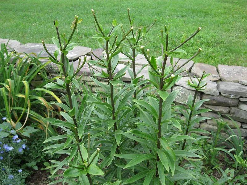 百合施肥方法，用什么肥好，發(fā)酵好的雞糞怎么施肥?