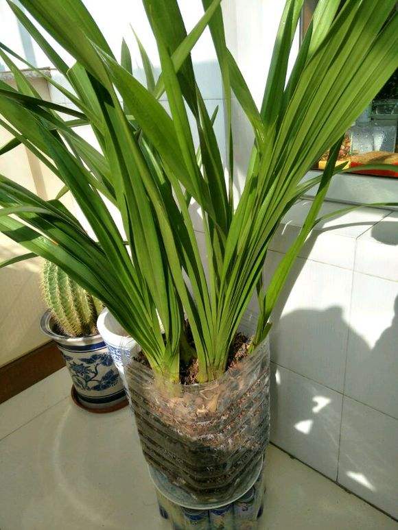 大花蕙蘭如何換盆，怎么分株，大花蕙蘭幾月份換盆?