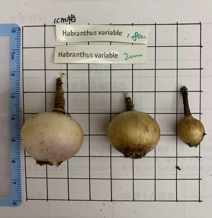 蔥蘭什么時(shí)候開(kāi)花，蔥蘭和韭蘭的區別?