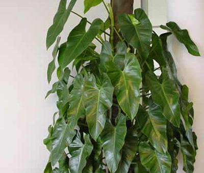 愛(ài)之蔓怎么繁殖(水培生根、土培扦插)，水培轉土培要注意什么?