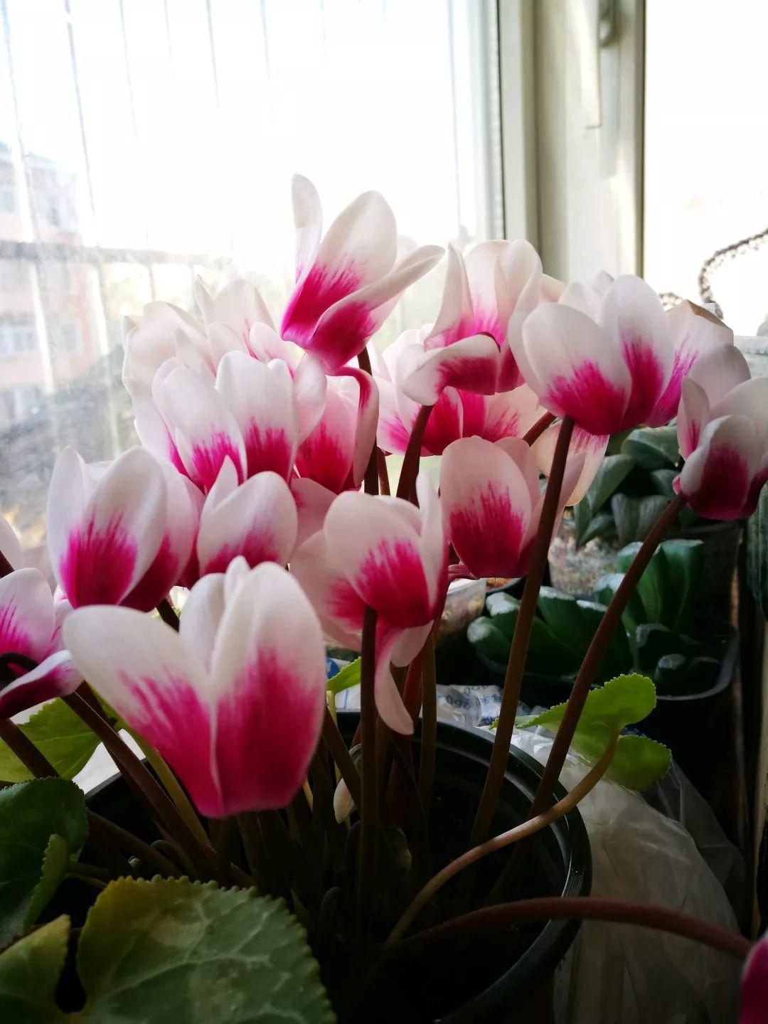 長(cháng)壽花花謝后如何修剪，怎么處理，杜鵑花花謝后怎樣修剪?