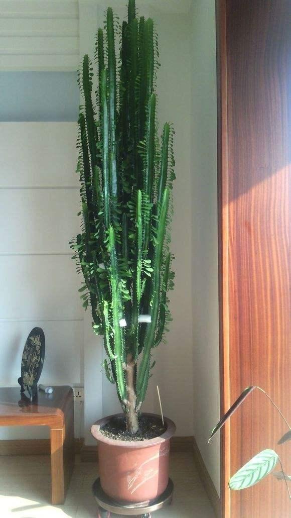 不夜城的分株繁殖，蝴蝶蘭是怎么繁殖的?