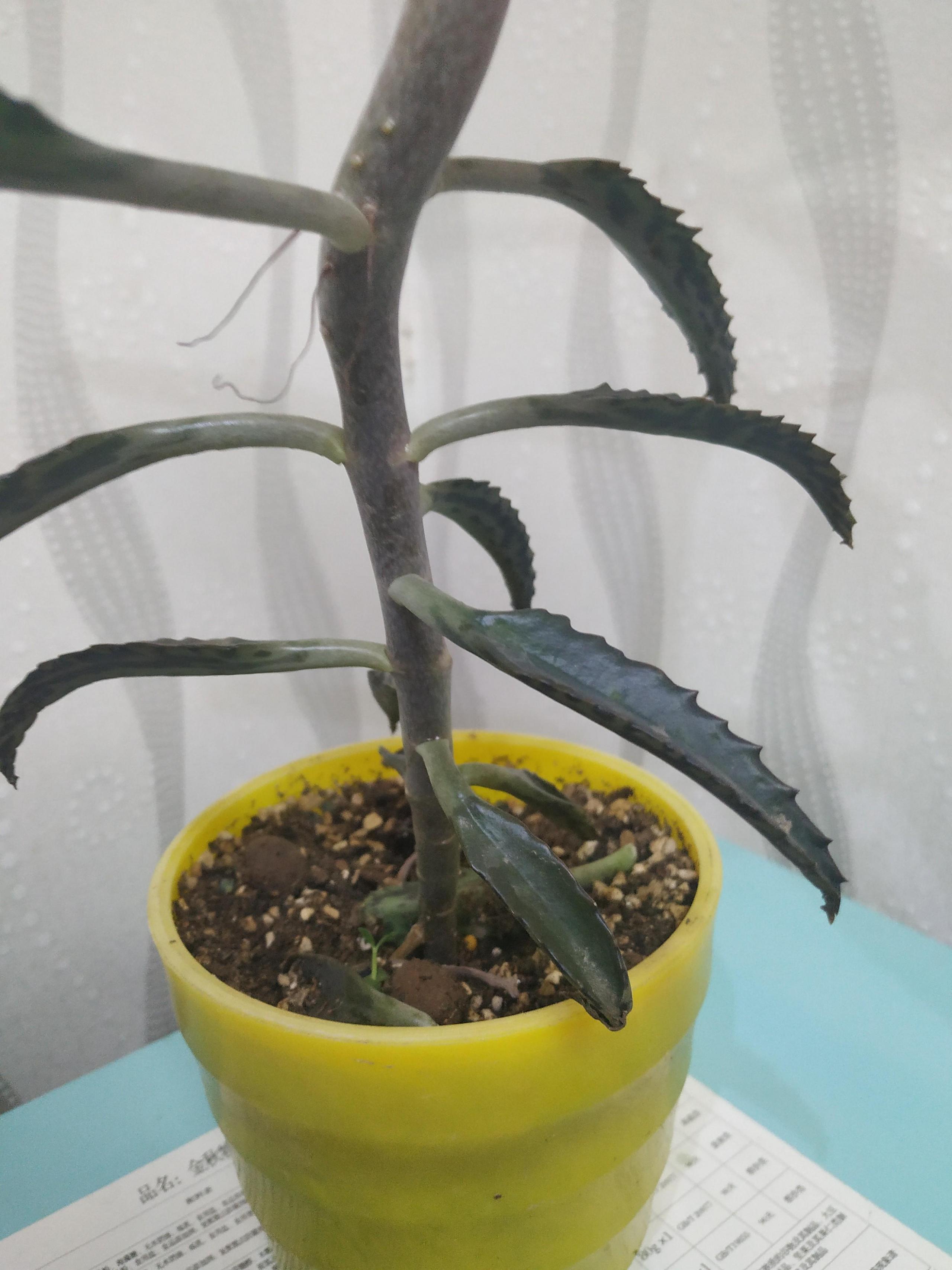 落地生根的繁殖方法，落地生根扦插方法?