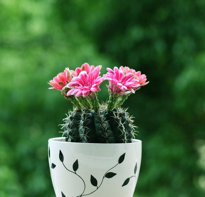 不夜城的分株繁殖，蝴蝶蘭是怎么繁殖的?