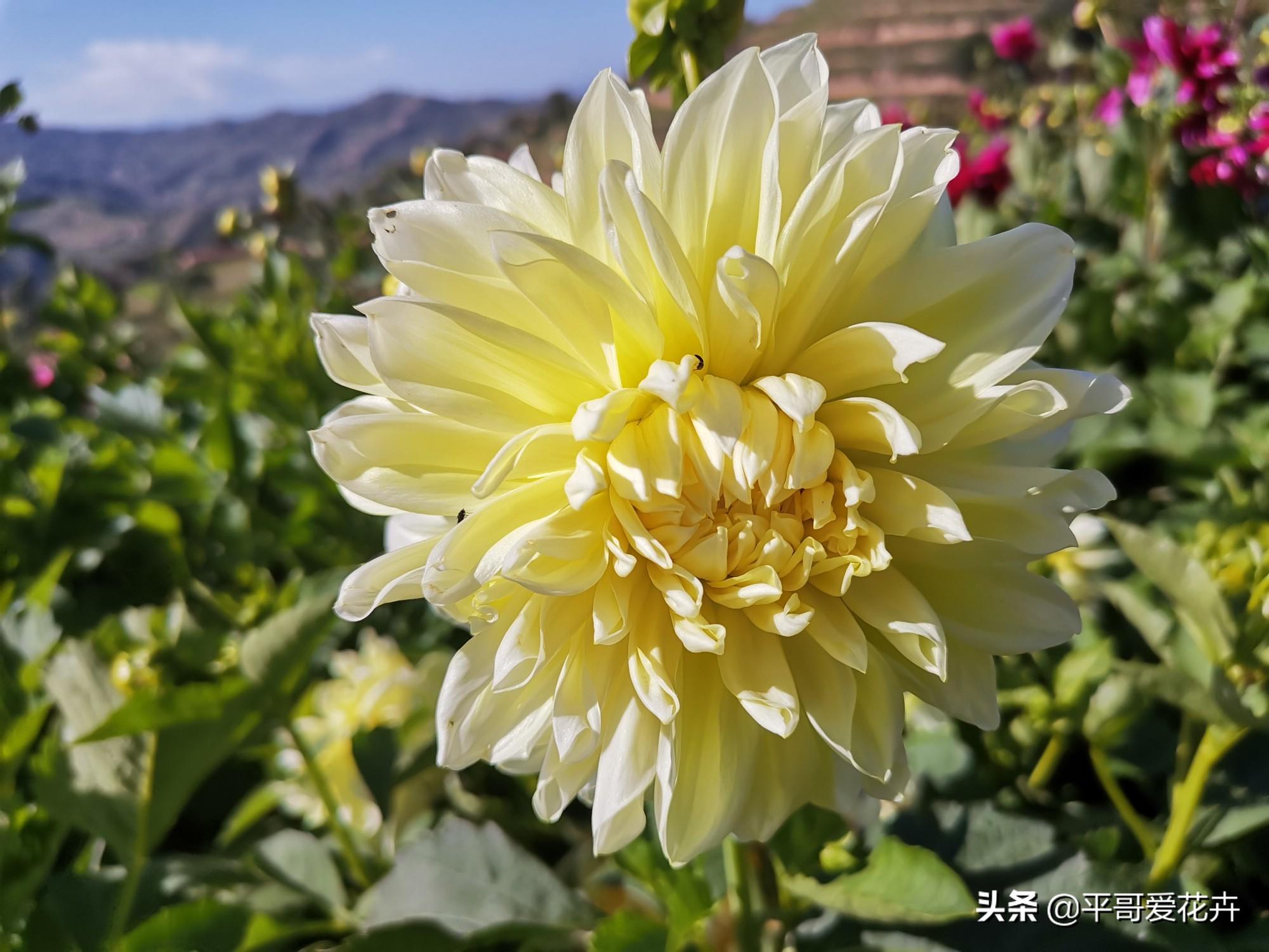 大麗花怎么過(guò)冬，冬天用挖出來(lái)嗎，大麗花能活幾年?