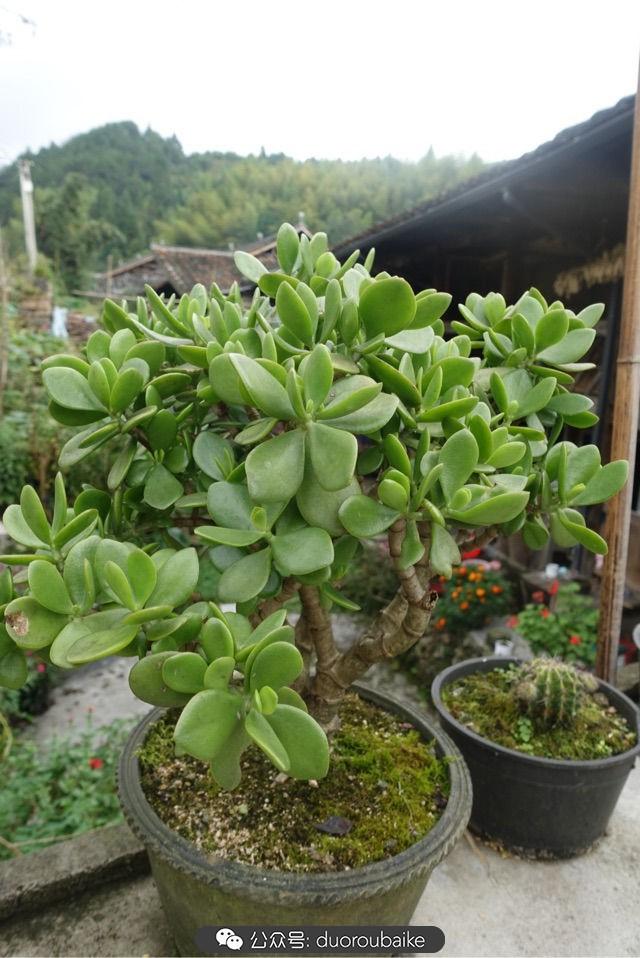 多肉白鳥(niǎo)怎么施肥，白鳥(niǎo)多肉爆盆?